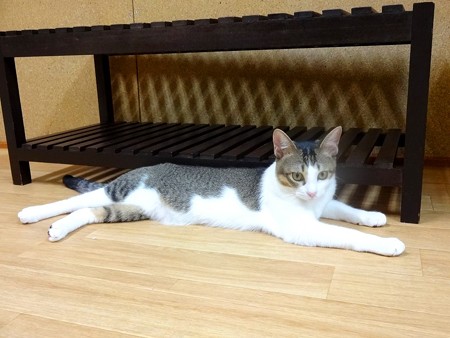 アッサム「少しずつ歩み寄るからさ・・・許して？」