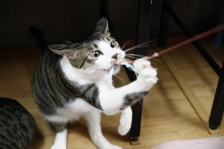 サブレ「こっちへこい！！」