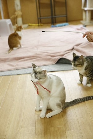 ジョルジ「捕らえました」