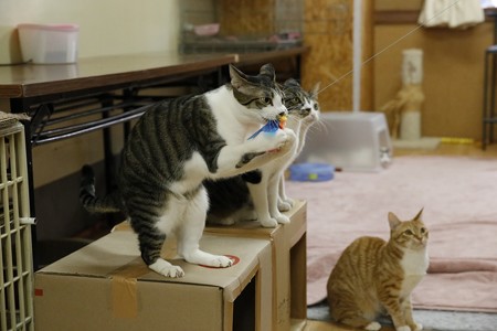 サブレ「絶対に逃がさないぞ！」