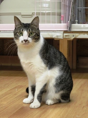 ココア「ぼく、ワルイコトしてないよ？」
