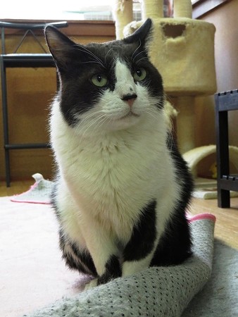 みゃう「えーっと。。。」