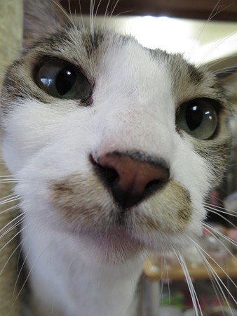 サブレ「なんだ？また写真とかいうやつか？」