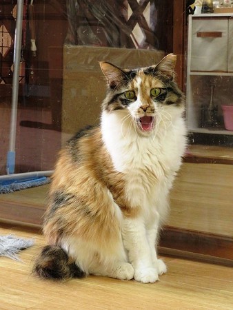 ララ「なんか文句あんのー？」