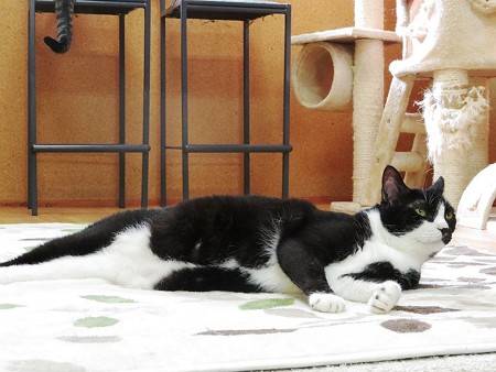 ムース「気持ちよく伸びてたのになー」
