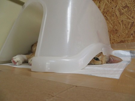 こがね「本気にすんなよぉぉ」