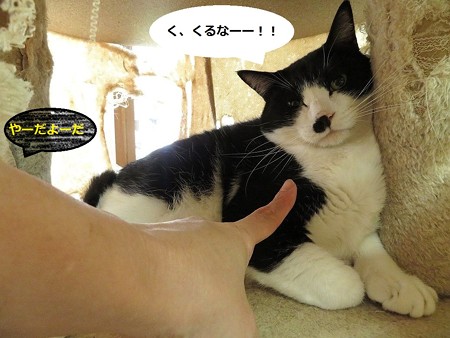 ラスボス月光の行動に困ってるにゃんず