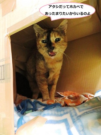 ホカペ最高！