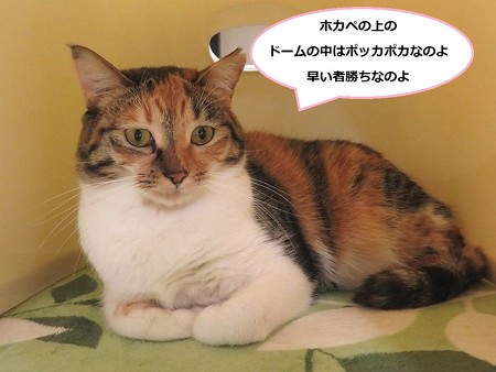 ナナ