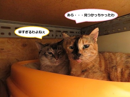 ミレイ＆花梨