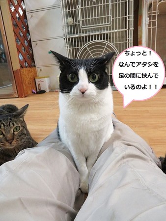 あきひめ6