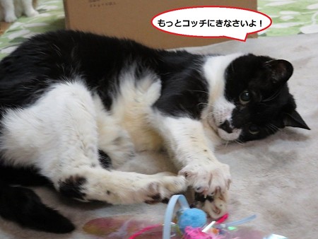 ビビ
