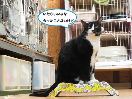ムース