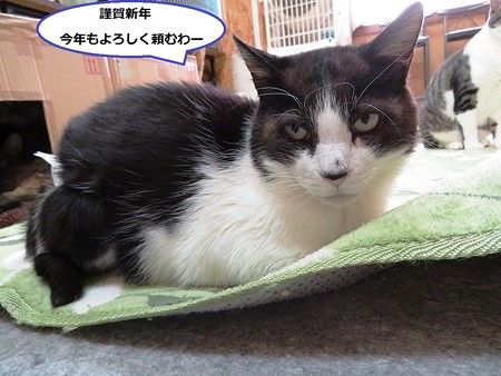 みゃう