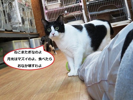 あきひめ