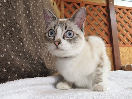 シナモン「やさしい　にーちゃもとむ！」