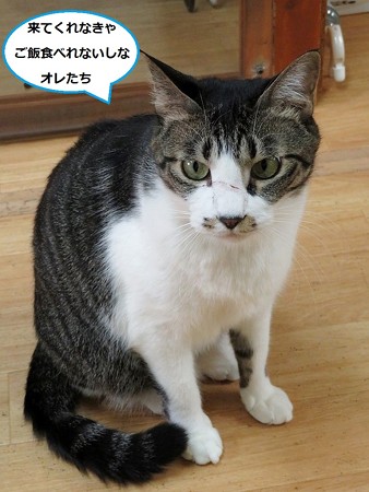 ココア