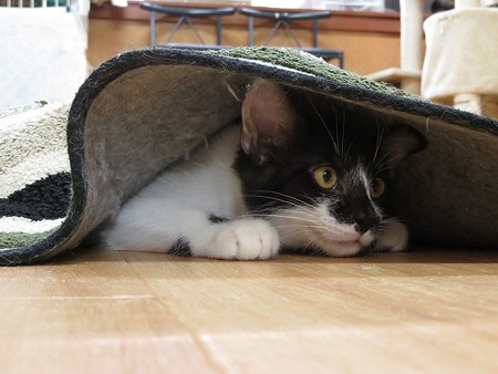 駿河「助かったー」