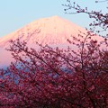3月1日富士宮からの夕方富士山 河津桜と紅富士のピンクピンクで撮ってみました～ 今日もお疲れ様(^ ^)