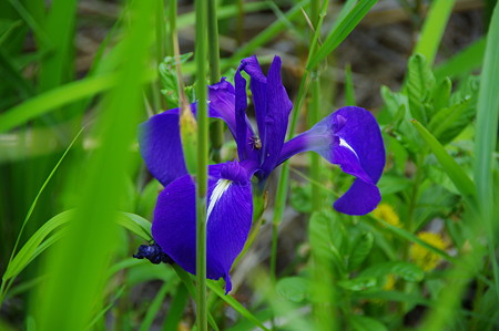 IMGP2431