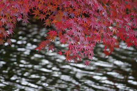 IMGP0049