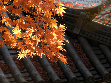 知恩院24