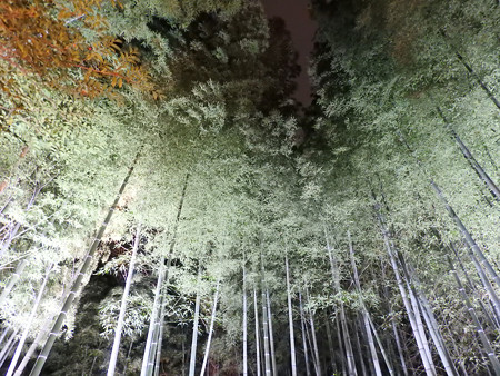 青蓮院門跡(ライトアップ)33