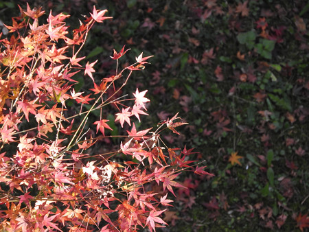 東福寺15