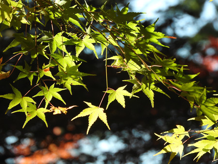 東福寺57