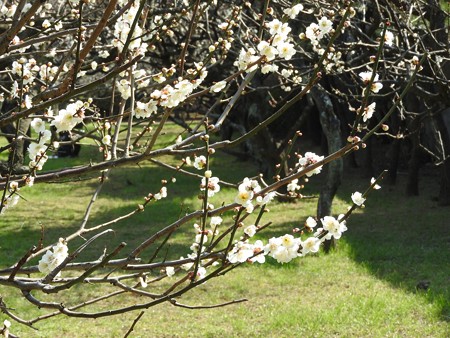 梅林公園1