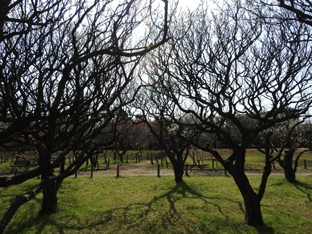 梅林公園3