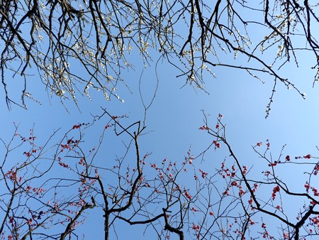 梅林公園6 はい、見合って見合って~