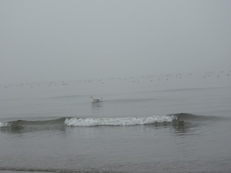霧の朝 幕張海岸03
