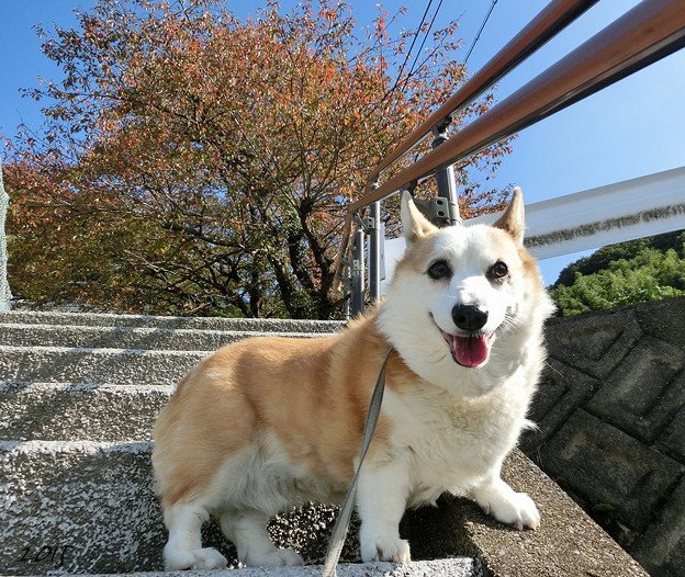 紅葉はじまり