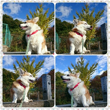 銀杏