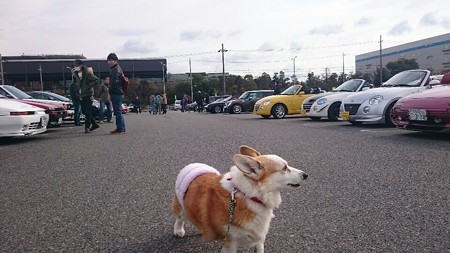 コギコギ