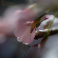 桜のアップ＠赤堀川