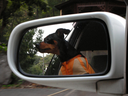 耐える犬