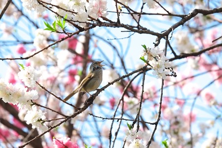 2014.04.13　和泉川　 ウグイス　「ホーホケキョ」