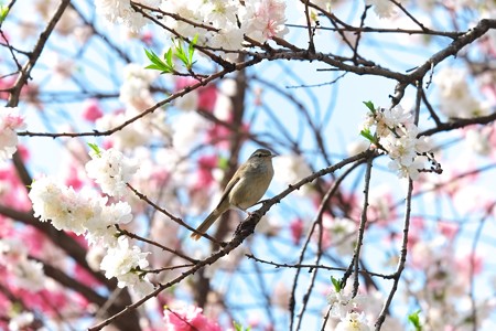 2014.04.13　和泉川　 ハナモモへウグイス