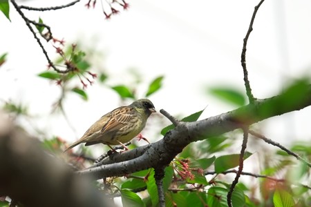 2014.04.17　和泉川　サクラにアオジ