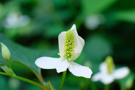 2014.06.01　瀬谷市民の森　ドクダミ