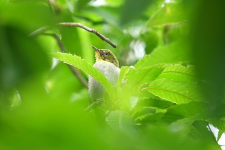 2014.06.10　和泉川　栗の木にメジロ　巣立ちの朝