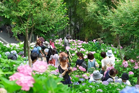 2014.06.17　鎌倉　長谷寺　紫陽花回廊