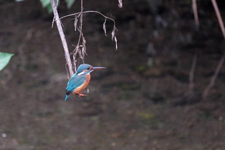 2015.10.01 和泉川 カワセミ