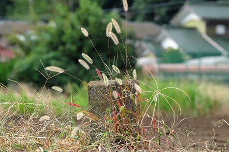 2015.10.29　和泉川　土地境界標識