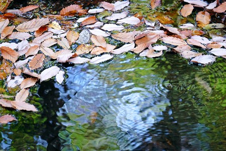 2015.12.19　瀬谷市民の森　水源に落葉