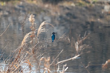 2016.02.05　和泉川　枯草へカワセミ