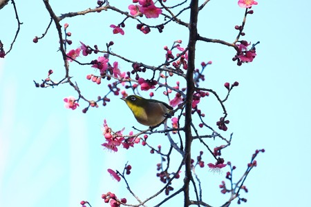 2016.02.05　和泉川　紅梅とメジロ