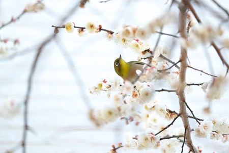 2016.02.05　和泉川　梅にメジロ